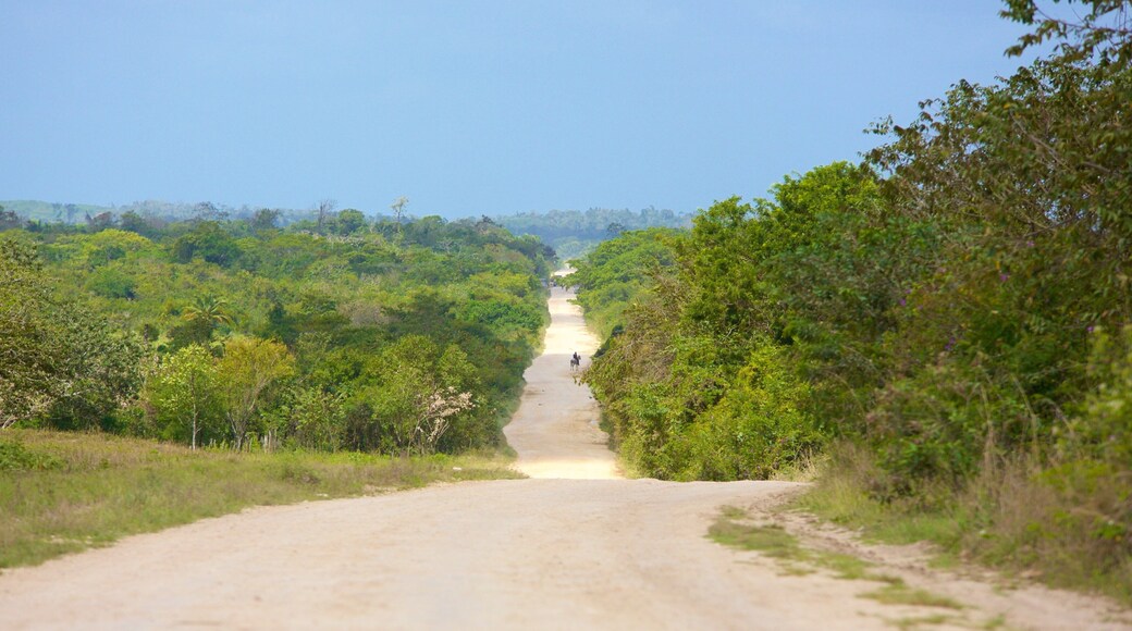 Orange Walk featuring tranquil scenes