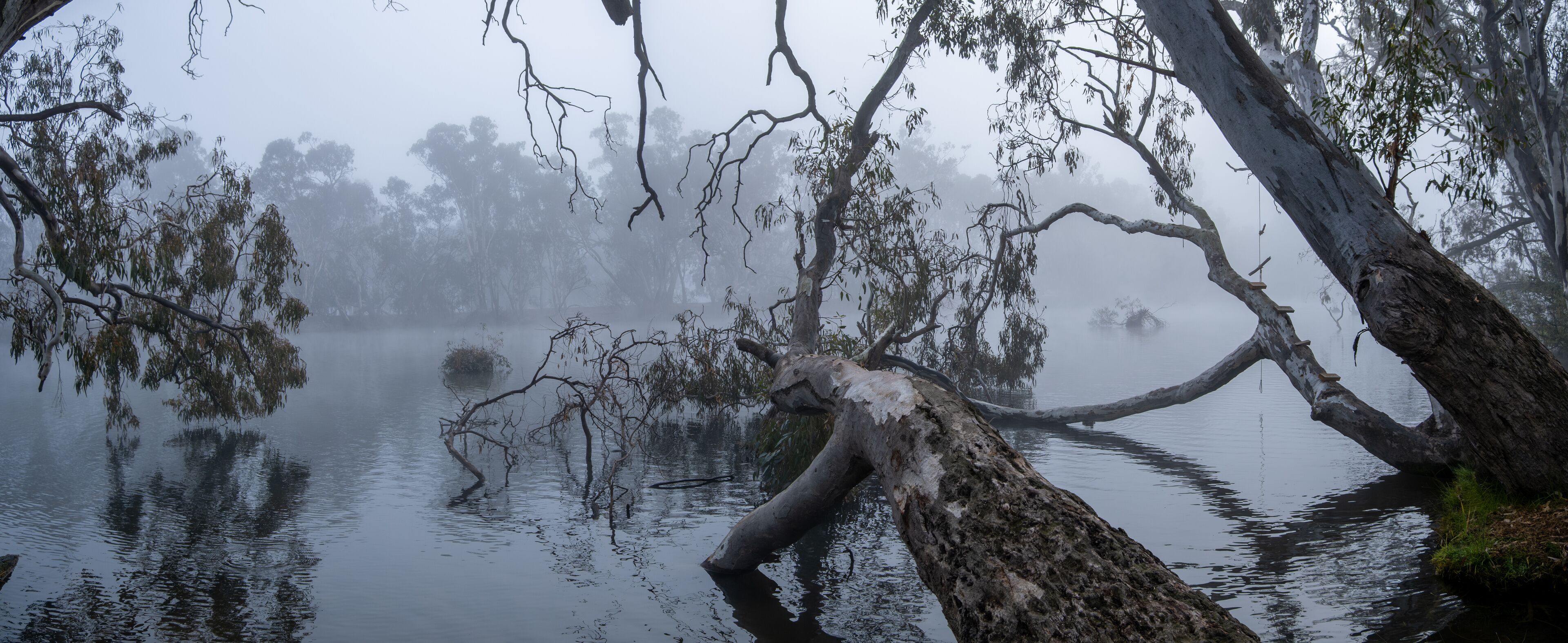 A misty panoramic view of the Goulburn River in Nagambie, Australia, with large eucalyptus trees leaning over the still water. Dense morning fog blankets the regional Australia's natural landscape