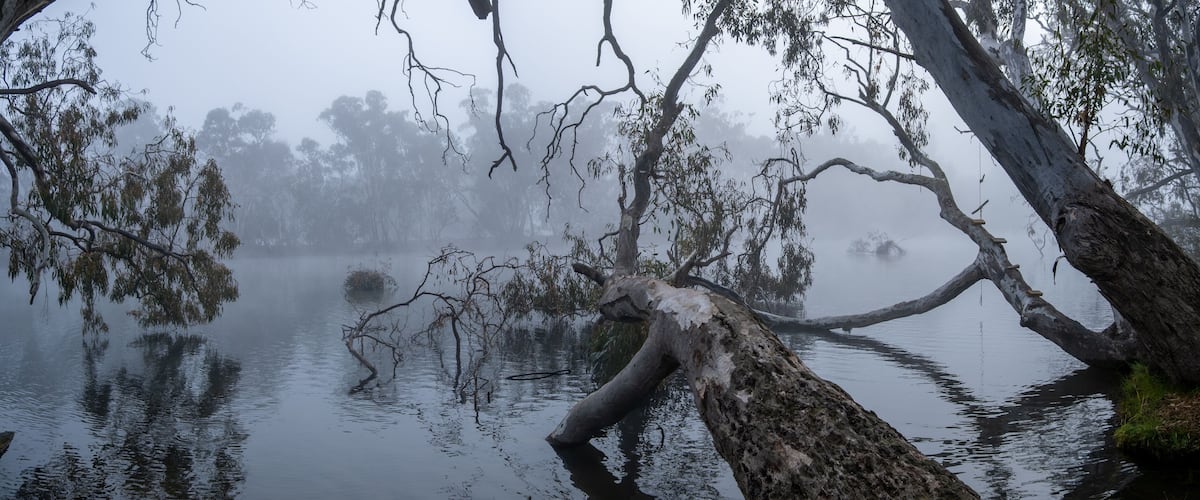 A misty panoramic view of the Goulburn River in Nagambie, Australia, with large eucalyptus trees leaning over the still water. Dense morning fog blankets the regional Australia's natural landscape