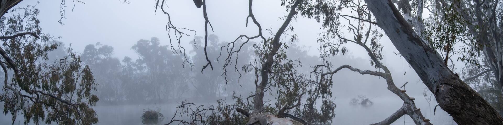 A misty panoramic view of the Goulburn River in Nagambie, Australia, with large eucalyptus trees leaning over the still water. Dense morning fog blankets the regional Australia's natural landscape