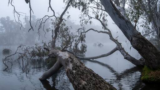 A misty panoramic view of the Goulburn River in Nagambie, Australia, with large eucalyptus trees leaning over the still water. Dense morning fog blankets the regional Australia's natural landscape