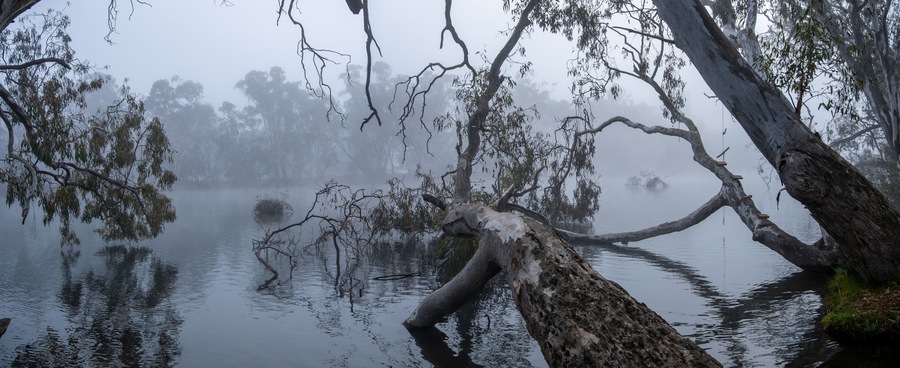A misty panoramic view of the Goulburn River in Nagambie, Australia, with large eucalyptus trees leaning over the still water. Dense morning fog blankets the regional Australia's natural landscape