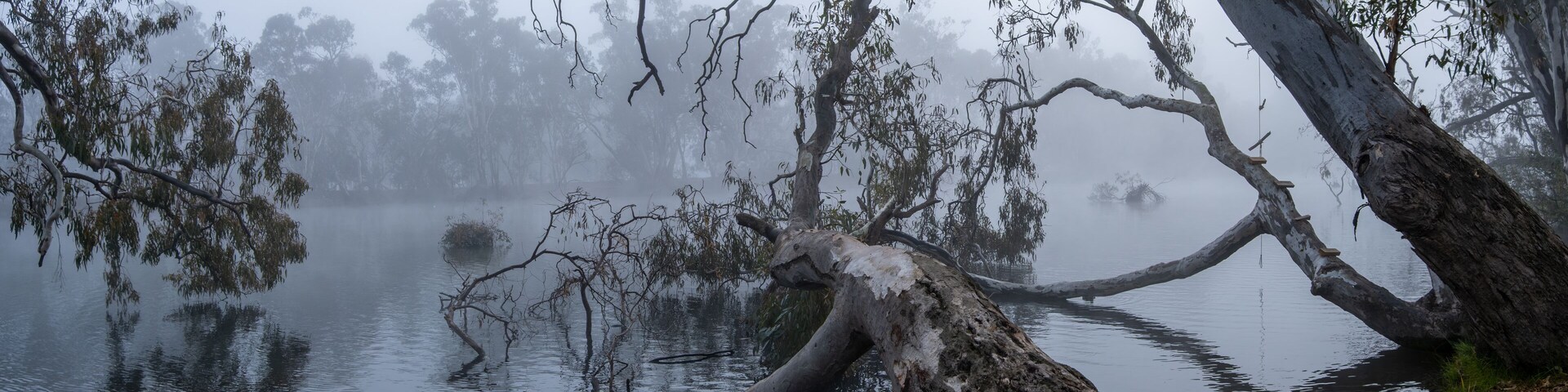 A misty panoramic view of the Goulburn River in Nagambie, Australia, with large eucalyptus trees leaning over the still water. Dense morning fog blankets the regional Australia's natural landscape