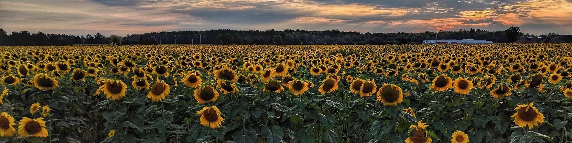 Sunflower farm in Central Wisconsin. #BVStrove