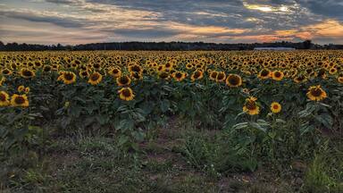 Sunflower farm in Central Wisconsin. #BVStrove