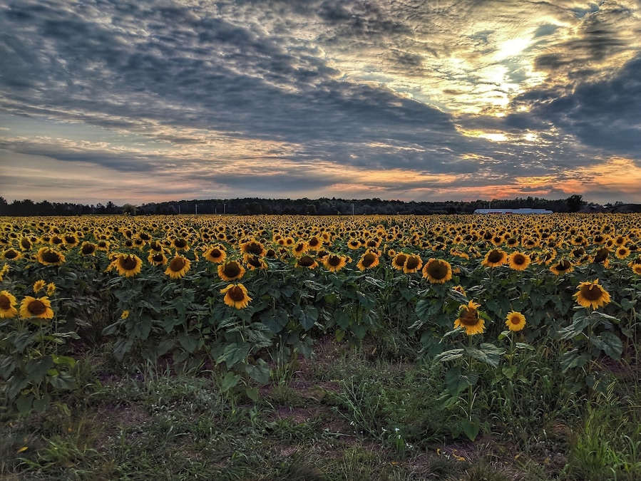 Sunflower farm in Central Wisconsin. #BVStrove