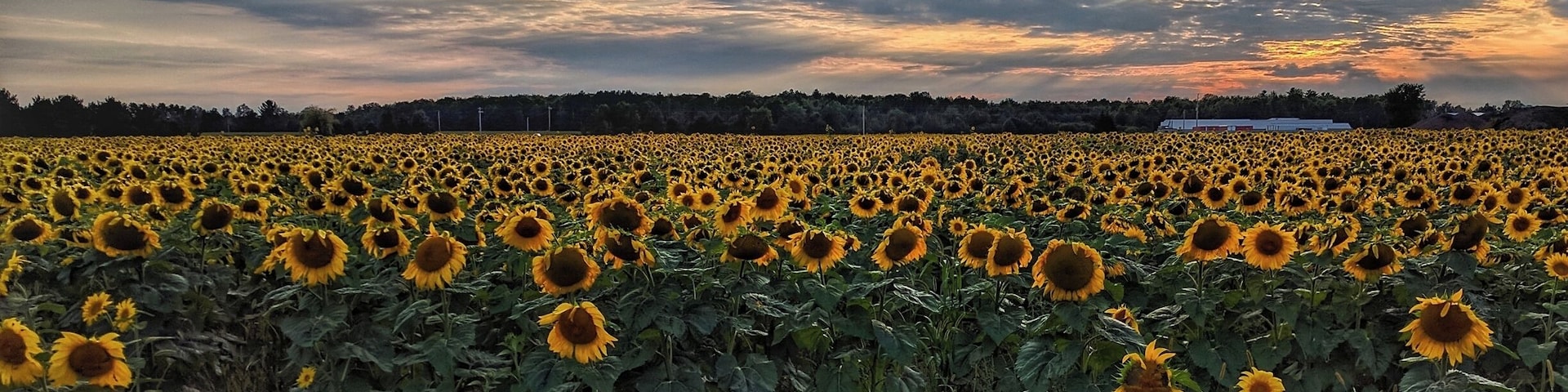 Sunflower farm in Central Wisconsin. #BVStrove