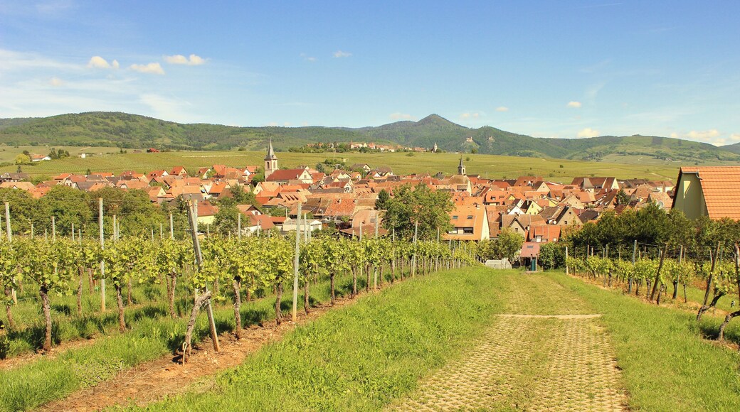 2017-05-21-10-43-55_Les Forts Trotters_au Sentier des Grands Crus