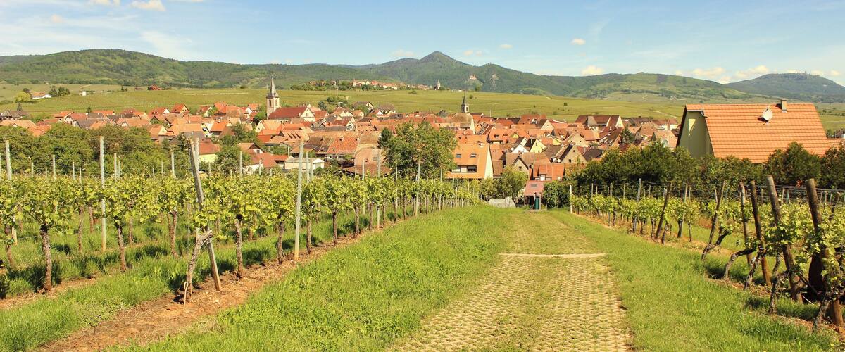 A vineyard path leading to a town with red-roofed buildings and a church steeple.