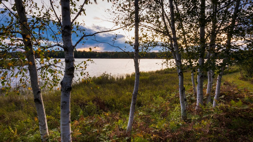 Birch trees, a lake, and a cloudy sky.