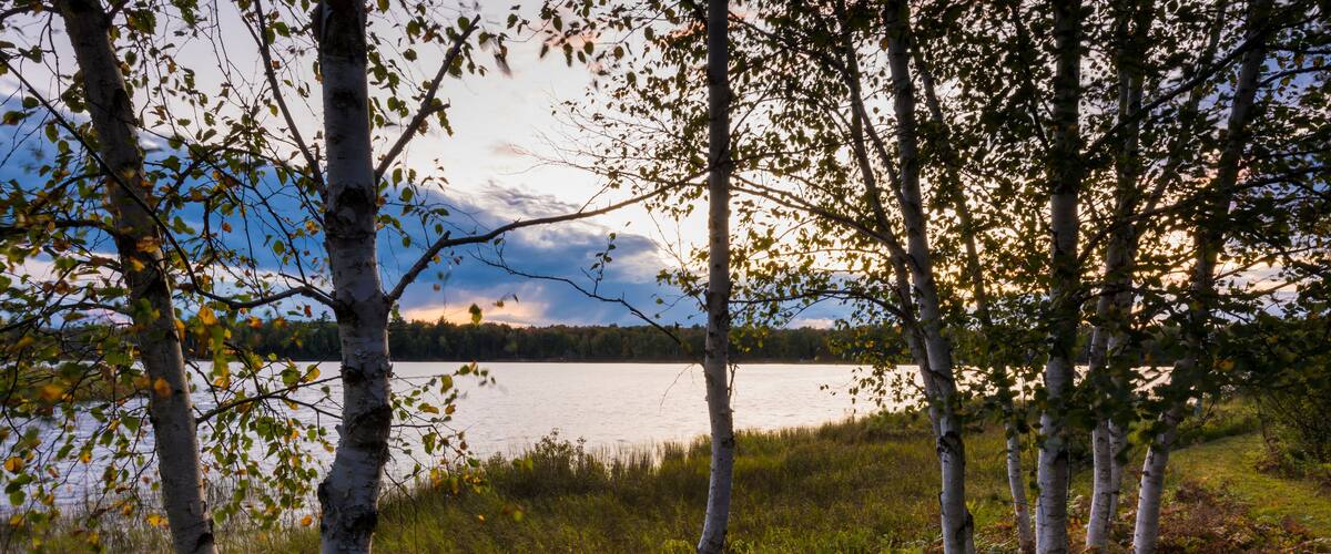 Birch trees, a lake, and a cloudy sky.