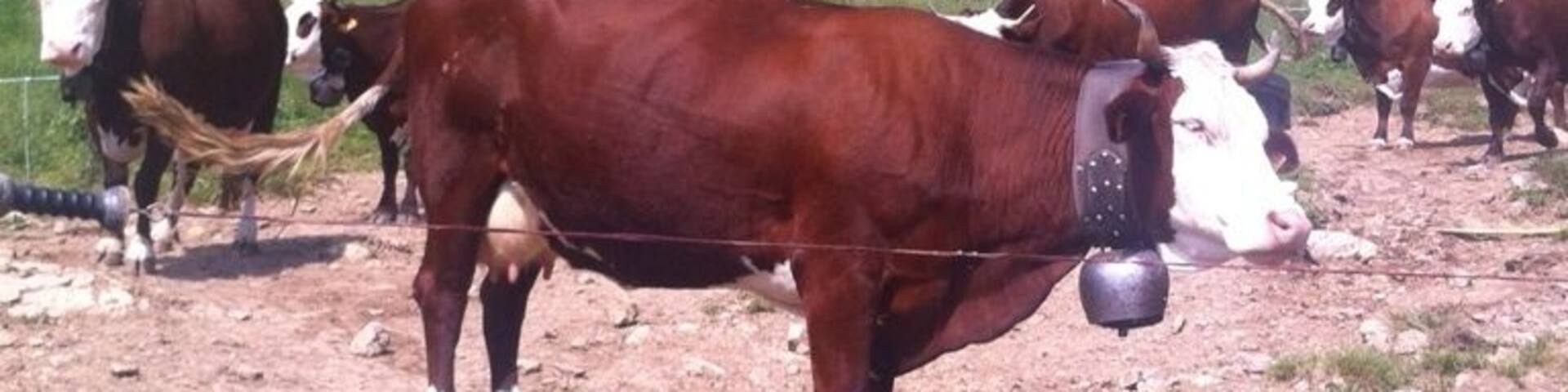 Farm visit. Cheese, milk and beer. Well worth the hike.