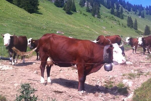 Farm visit. Cheese, milk and beer. Well worth the hike.