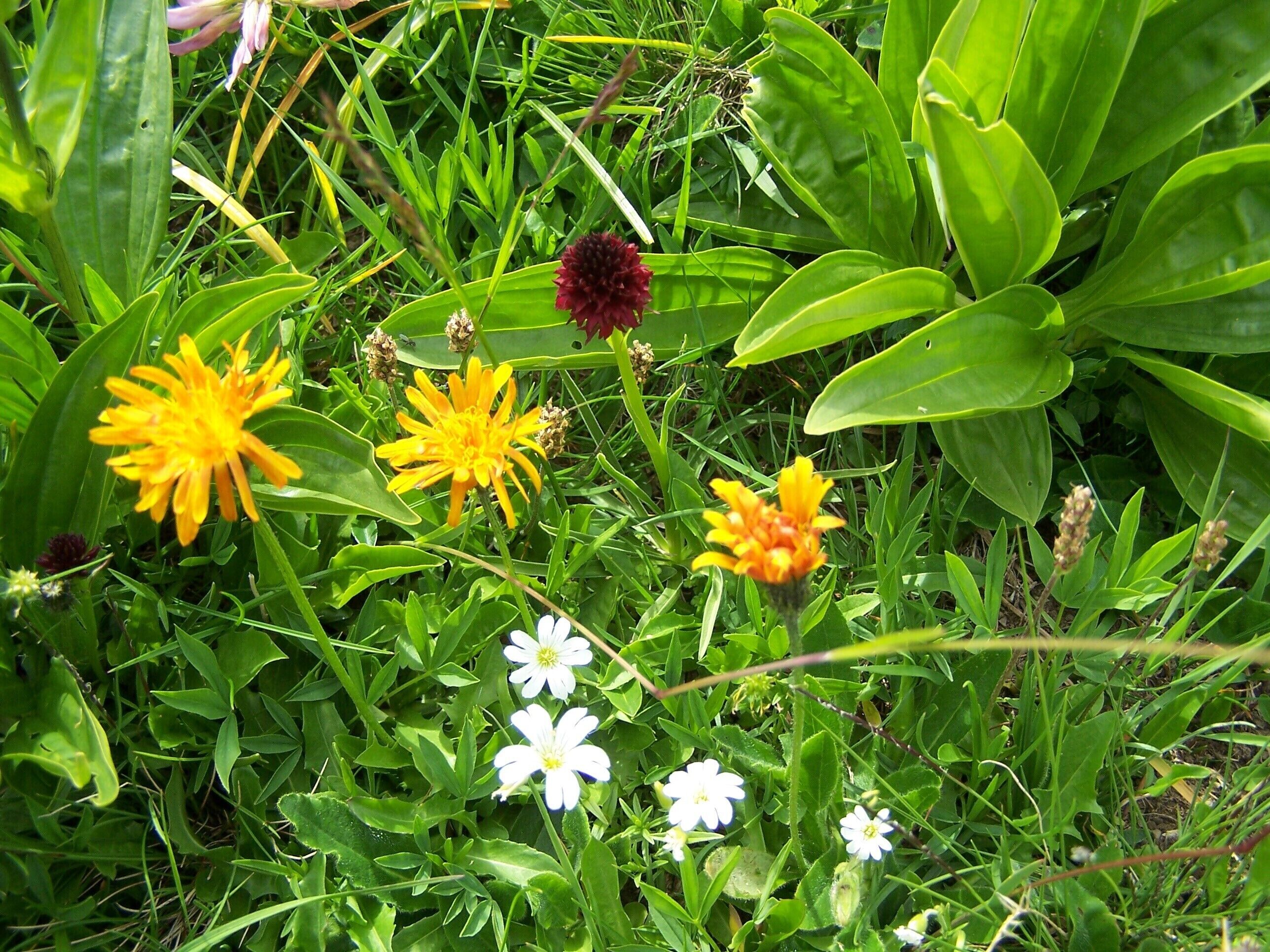 Orchis vanille (rouge)