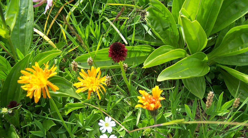 Orchis vanille (rouge)