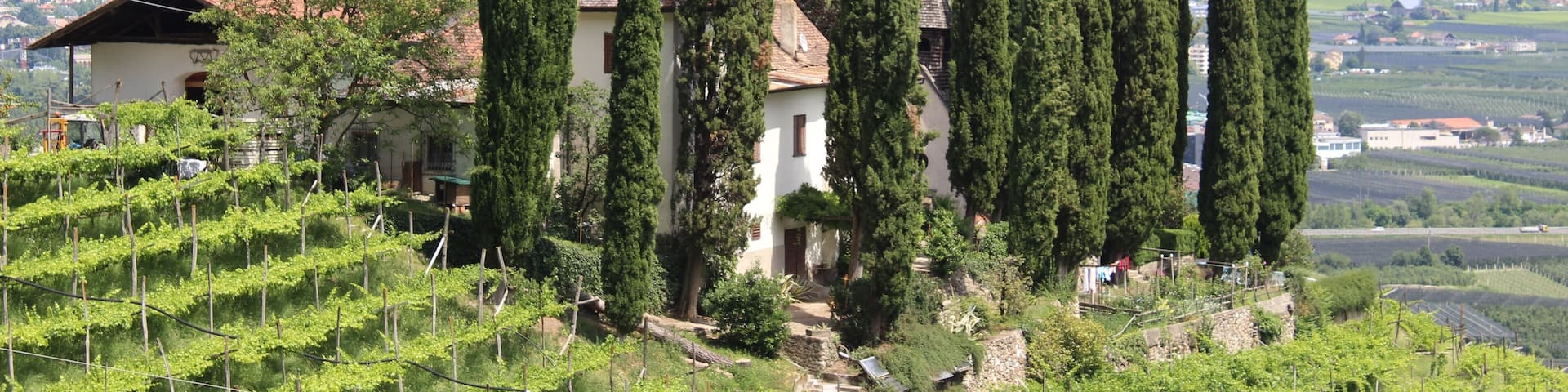 A vineyard with tall cypress trees and a white building with a red roof.