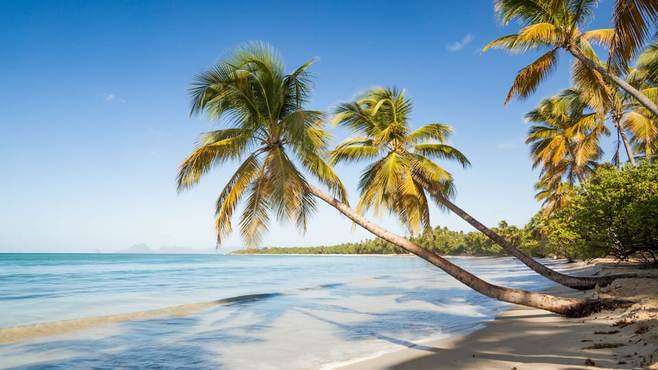 A beach with palm trees, clear blue water, and a sandy shore.
