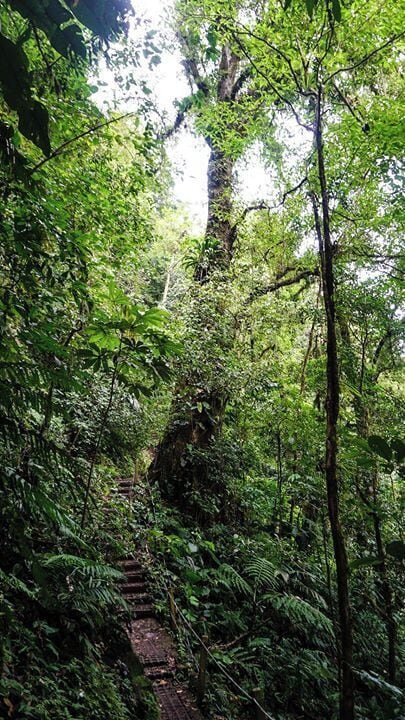 A forested area with a wooden staircase leading up a slope.