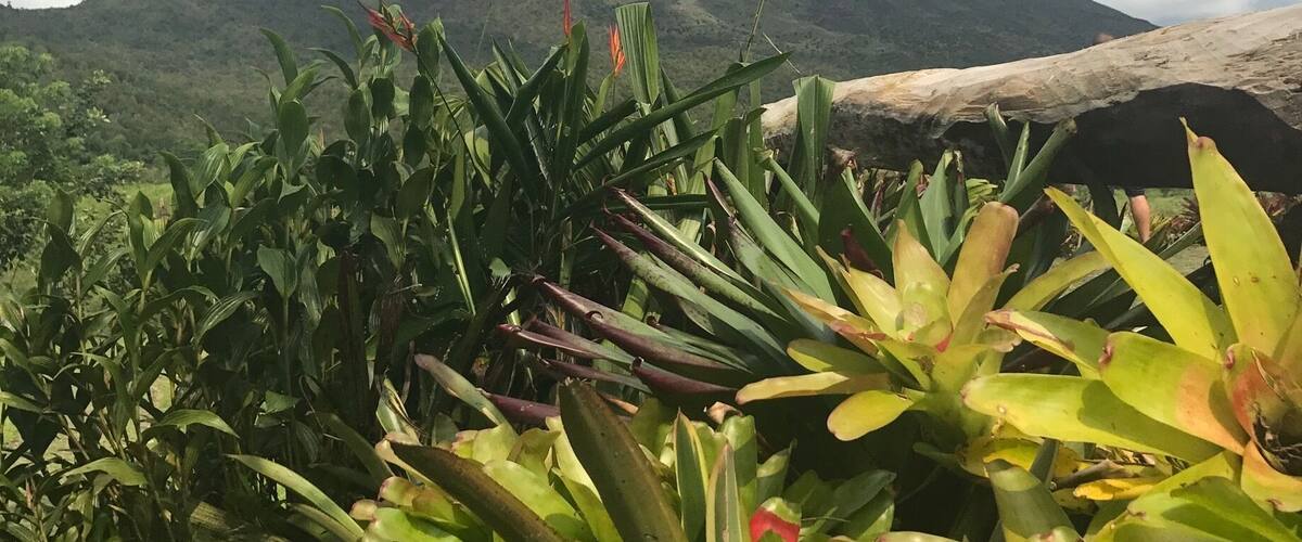 A mountain with a red flower in the foreground.