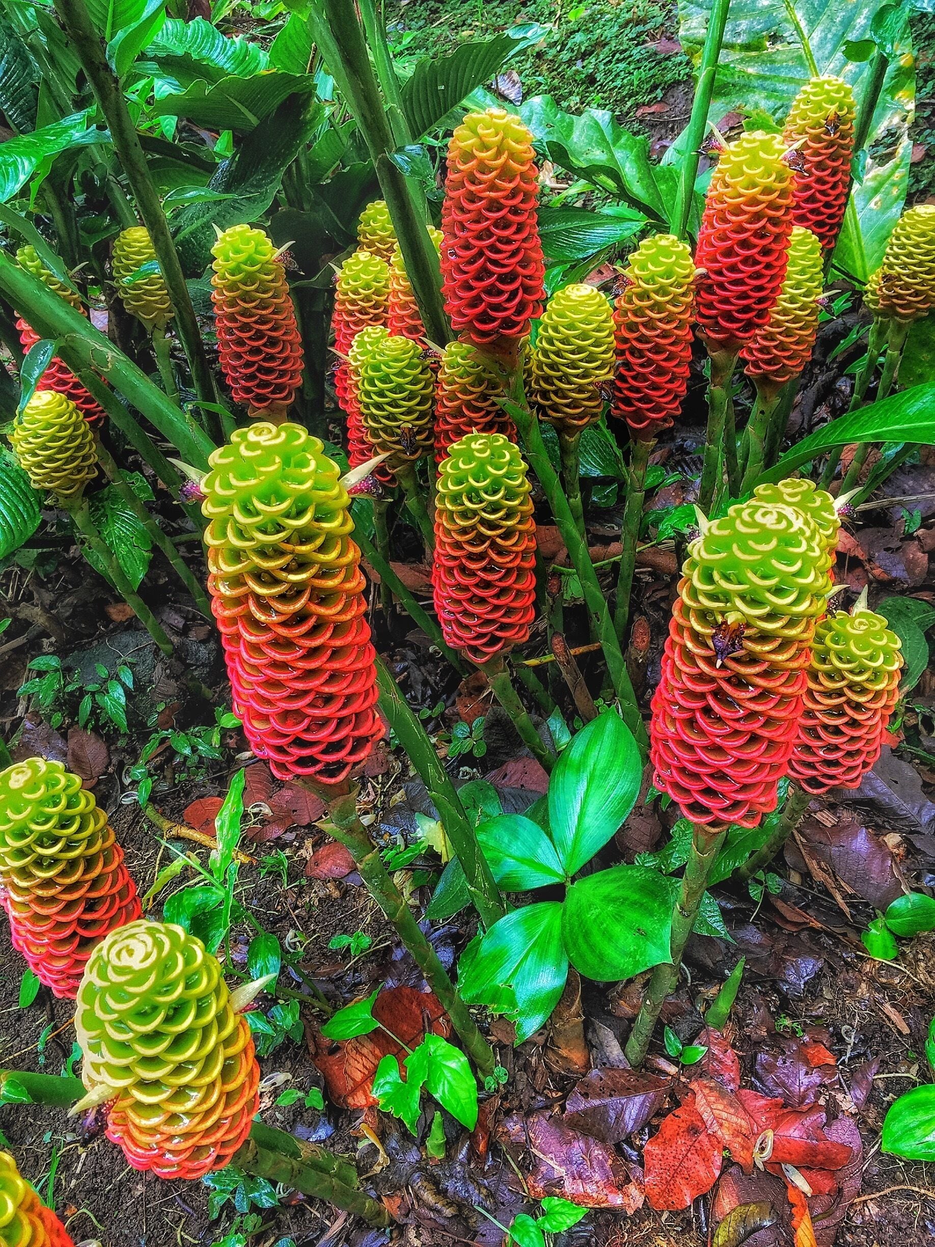 Life on the rain forest floor