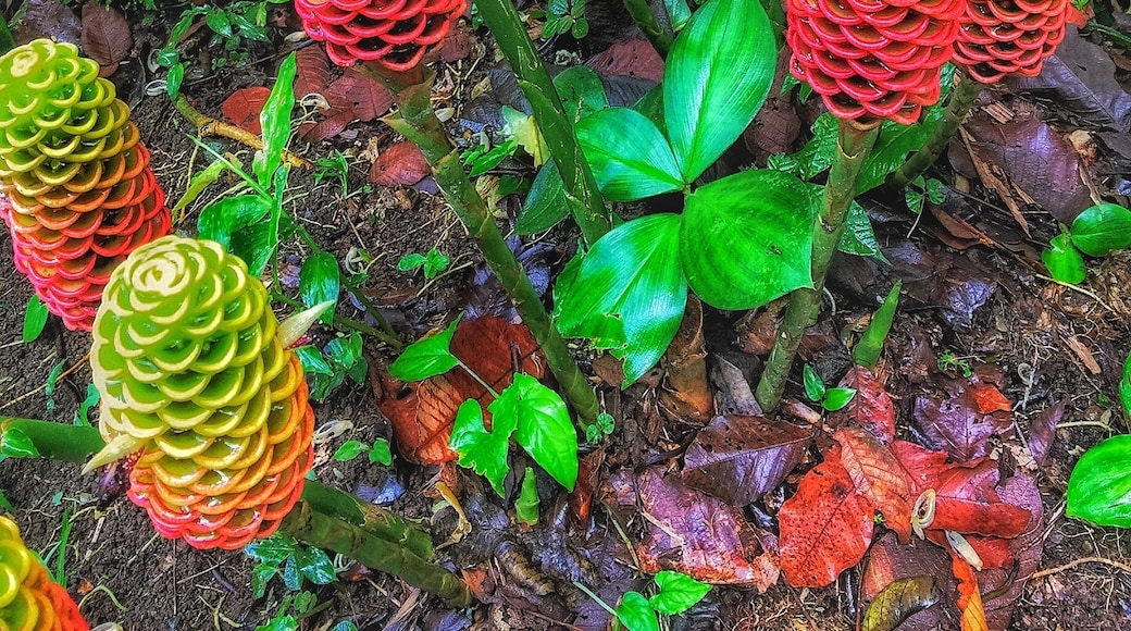 Life on the rain forest floor