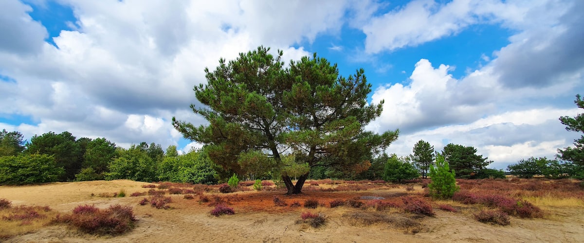 Single tree in heath and desert landscape in Netherlands