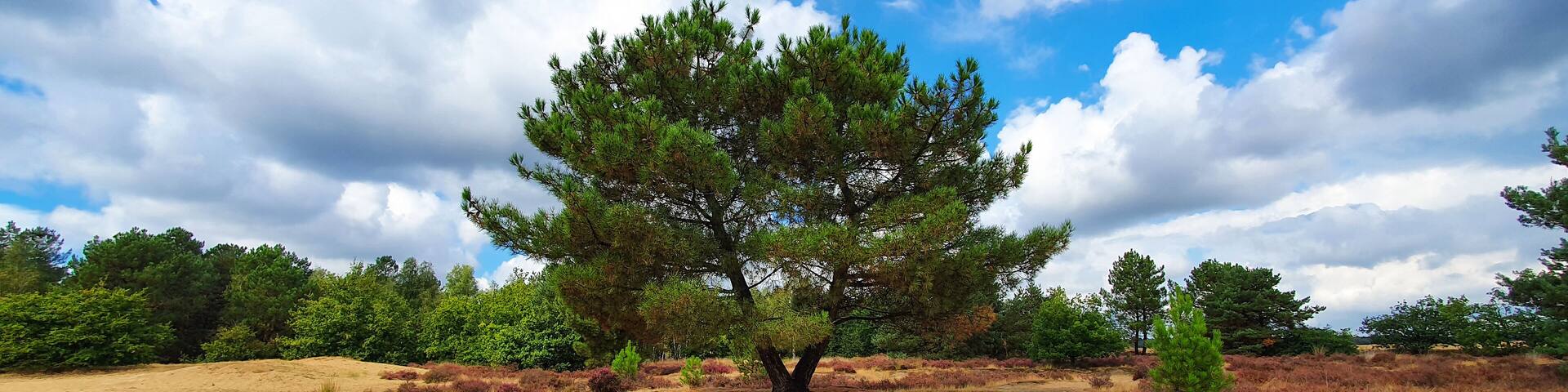 Single tree in heath and desert landscape in Netherlands