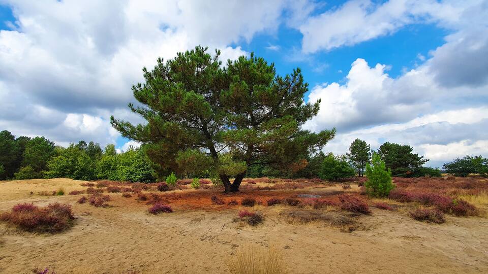 A lone tree in a dry, sandy landscape with purple shrubs and a clear blue sky with clouds.