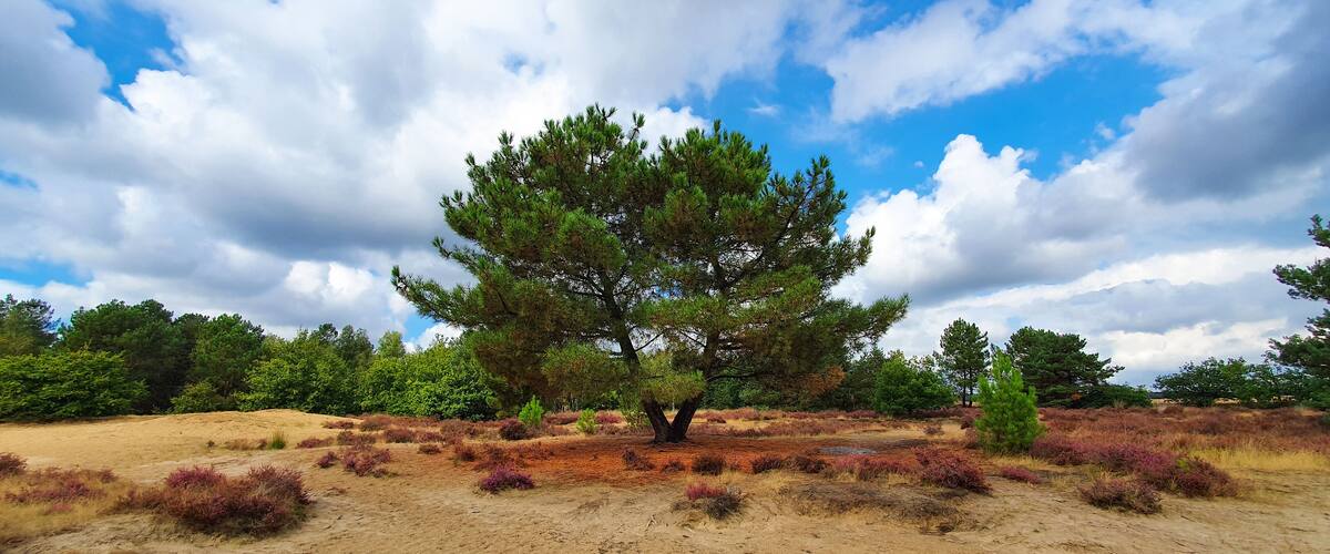 A lone tree in a dry, sandy landscape with purple shrubs and a clear blue sky with clouds.