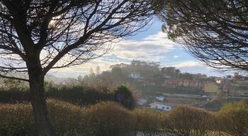 A tree in the foreground with a view of houses and a river in the background.