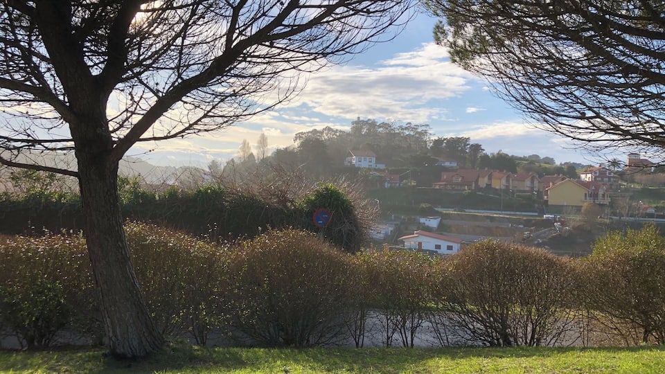 A tree in the foreground with a view of houses and a river in the background.