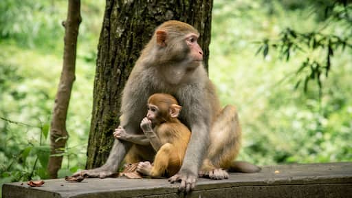 Monkeys at the National Park of Zhangjiajie