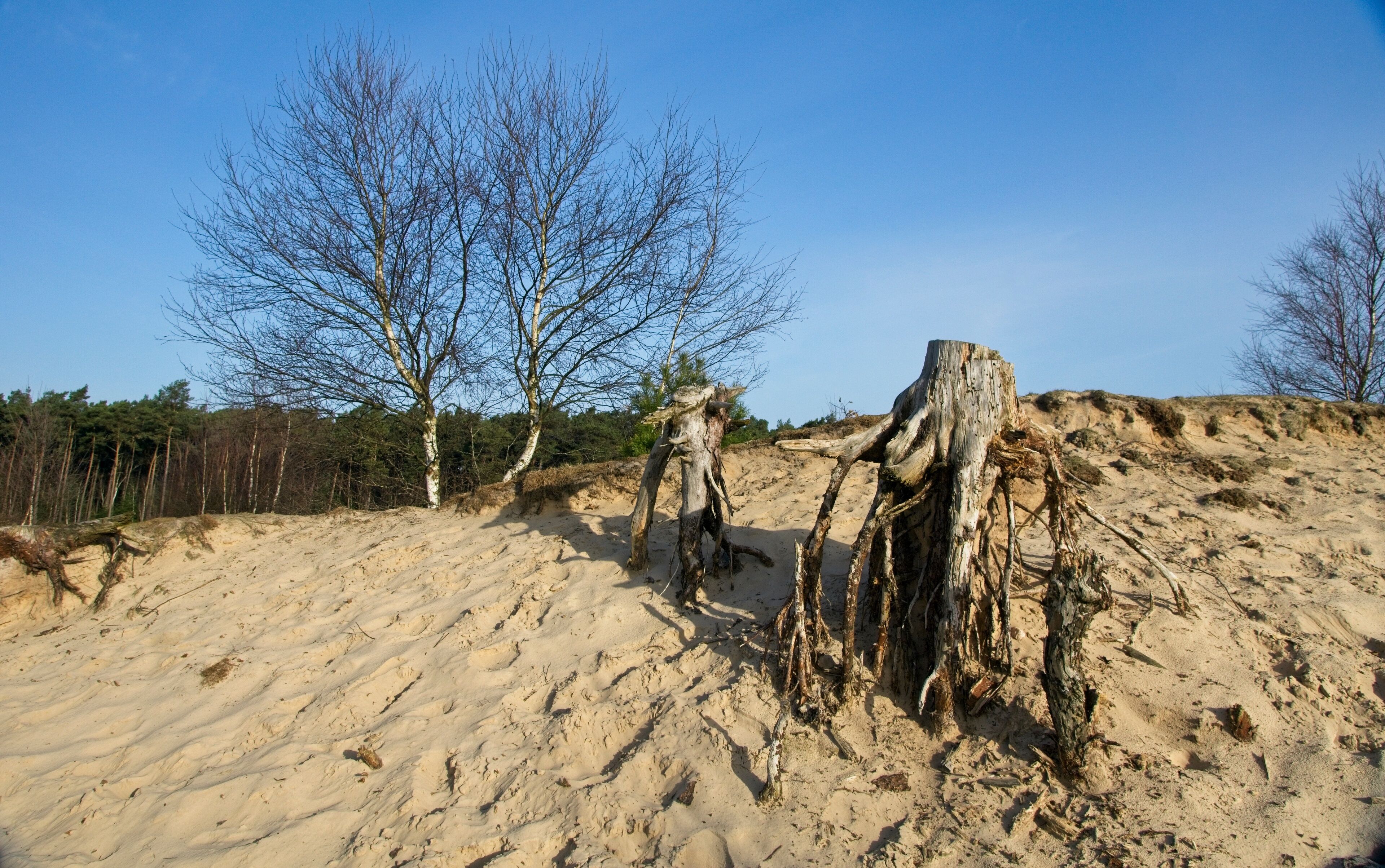 Nature Reserve Hulshorsterzand on the Veluwe in the Netherlands