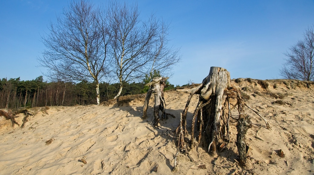 Nature Reserve Hulshorsterzand on the Veluwe in the Netherlands