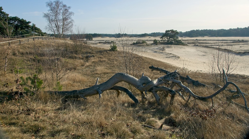 Nature Reserve Hulshorsterzand on the Veluwe in the Netherlands