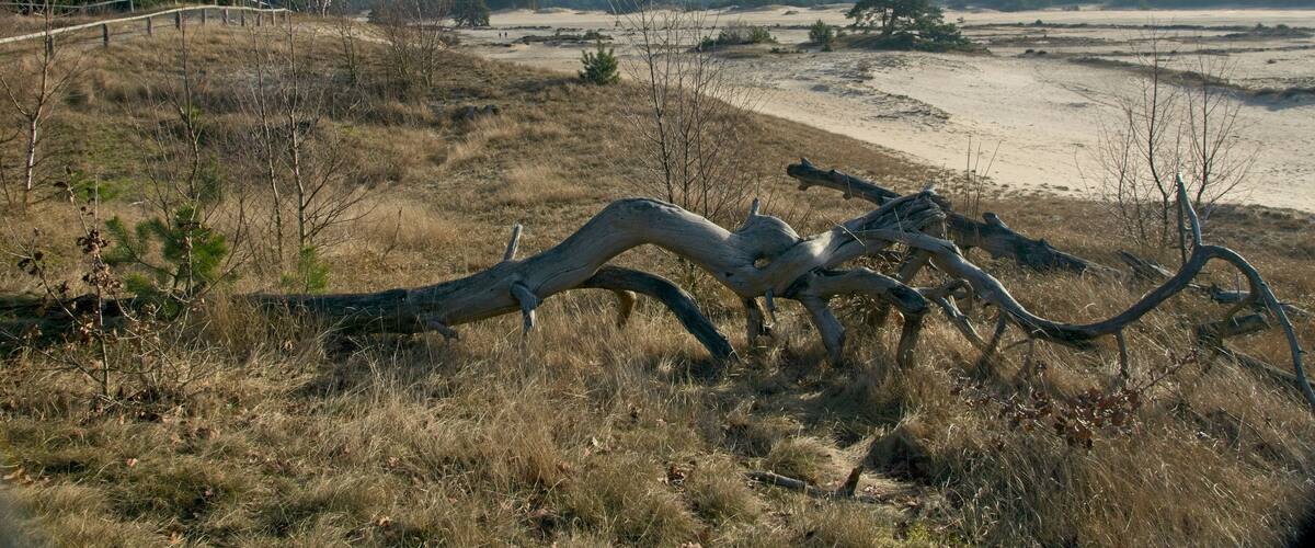 A dry, grassy landscape with a fallen tree in the foreground, a sandy beach in the background, and a wooden fence on the left.