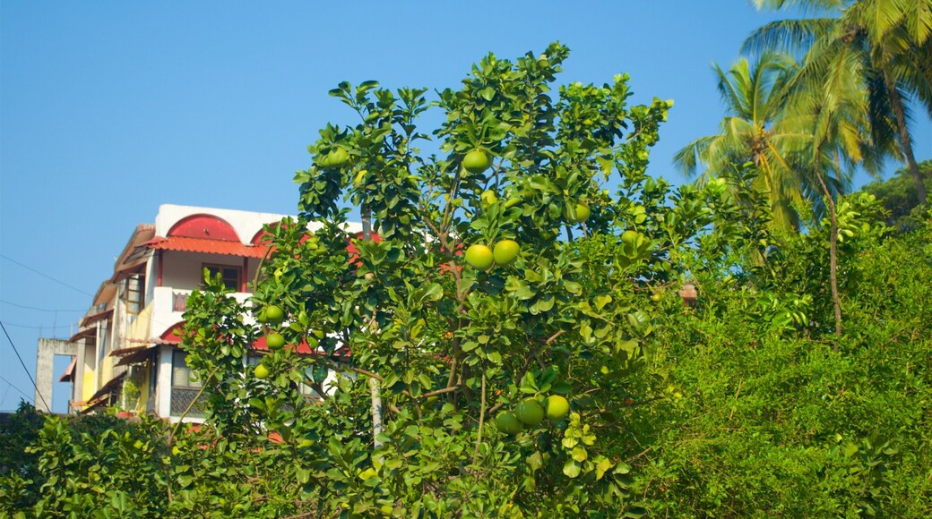 Panaji featuring a park