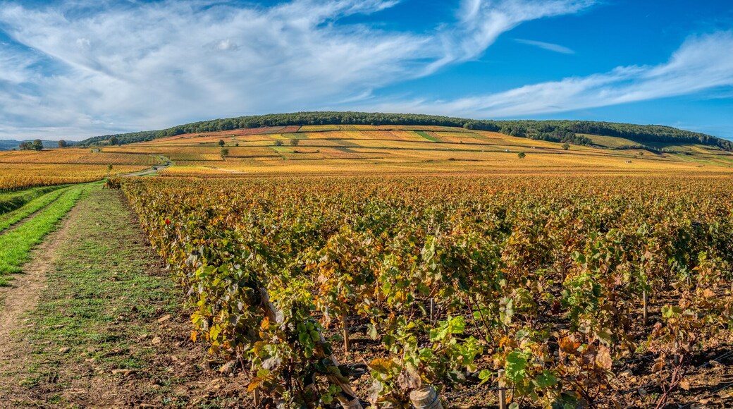 Montagny-lès-Beaune