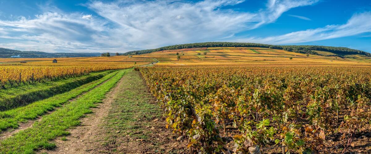 A vineyard with rows of grapevines under a clear sky.