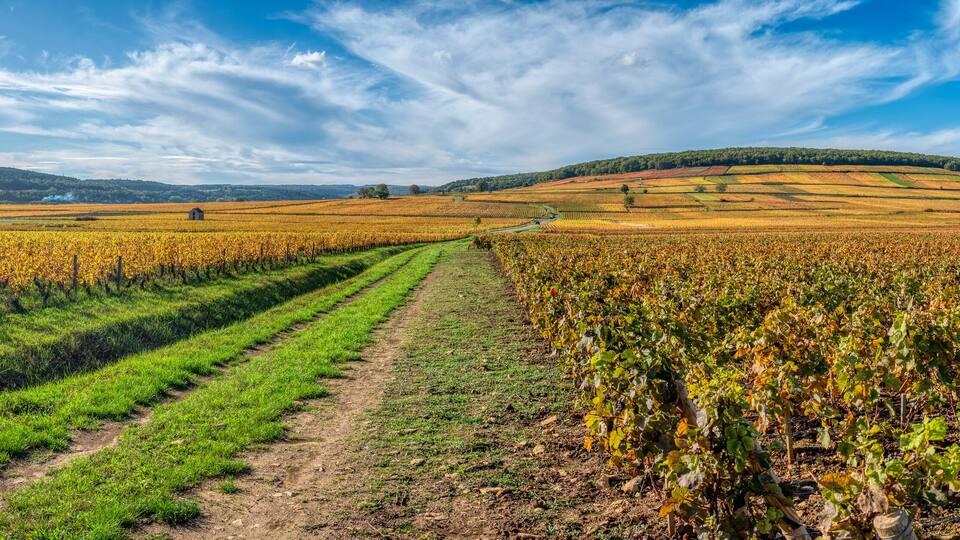 A vineyard with rows of grapevines under a clear sky.