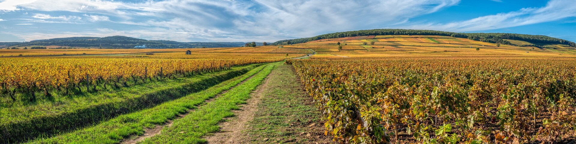 Viñedo con hileras de vides bajo un cielo despejado.