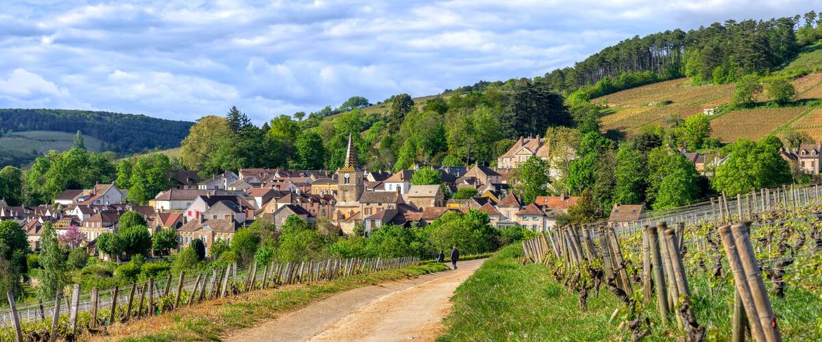 A vineyard with rows of grapevines, a dirt path, and a village with historic buildings.