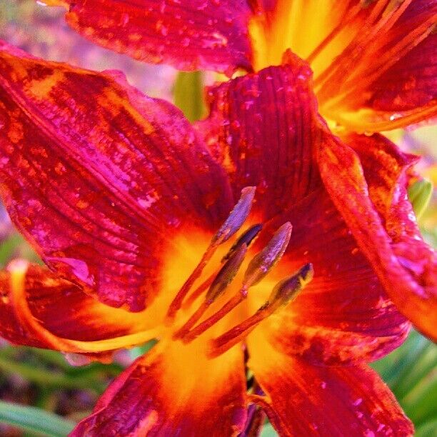 #flowers #flower #red #passion #tigerlily