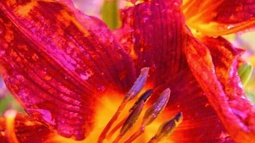 #flowers #flower #red #passion #tigerlily