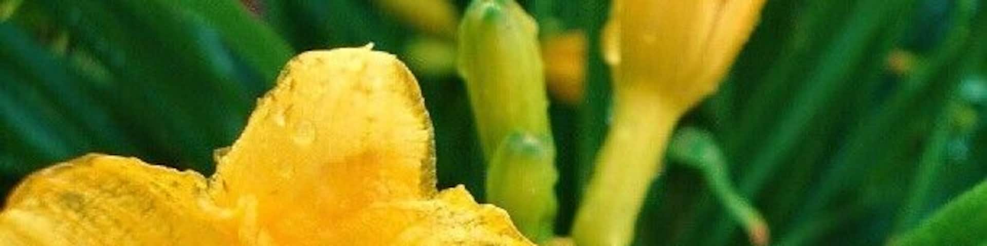 #flower #yellow #nature #backyard #rain