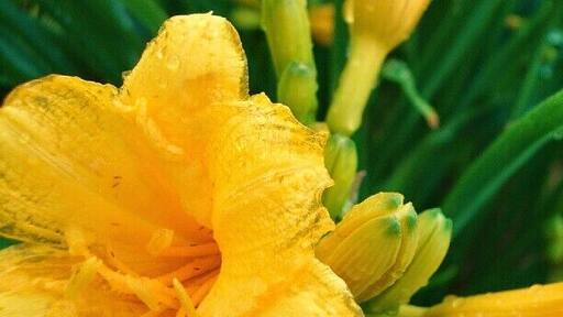 #flower #yellow #nature #backyard #rain