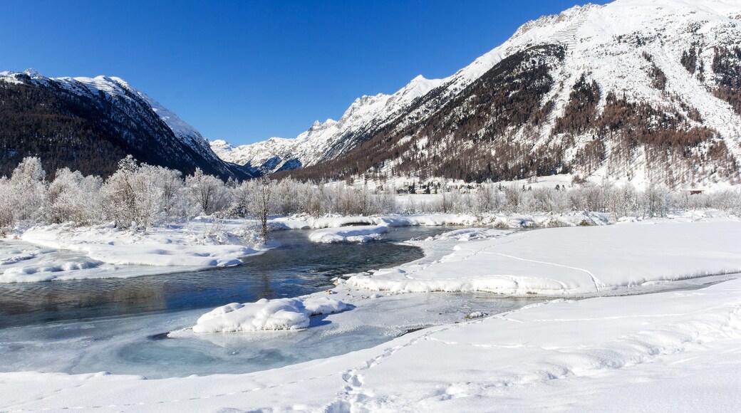 Panorama of forest covered with frost in a winter coldness along river bank (large stitched file)