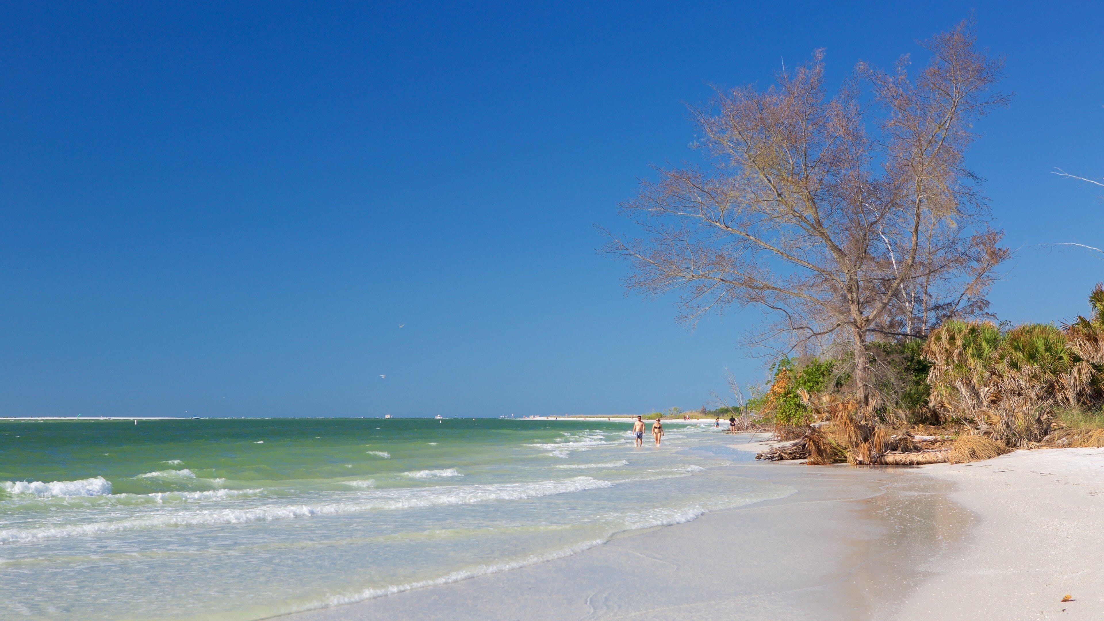 A beach with clear turquoise waters, a sandy shore, and a leafless tree.