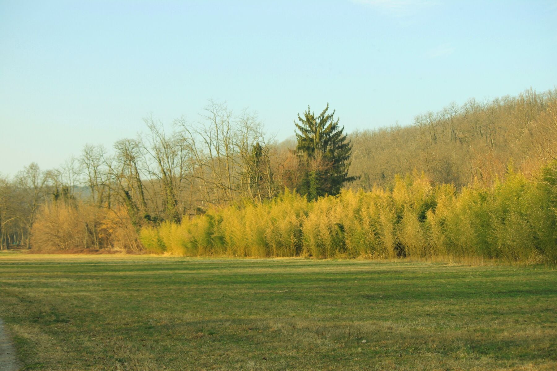 Brughiera nel parco Ticino