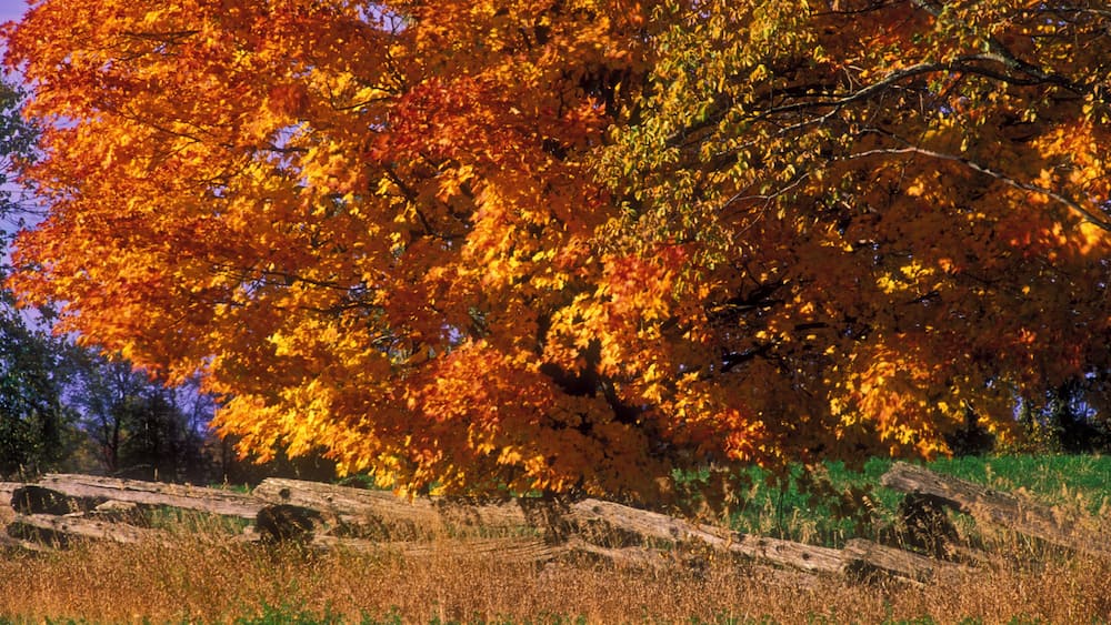 Autumn foliage and cedar split-rail fence at edge of pasture, Napanee, Ontario, Canada